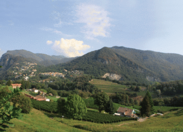 Azienda Agricola e Vitivinicola Cadenazzi