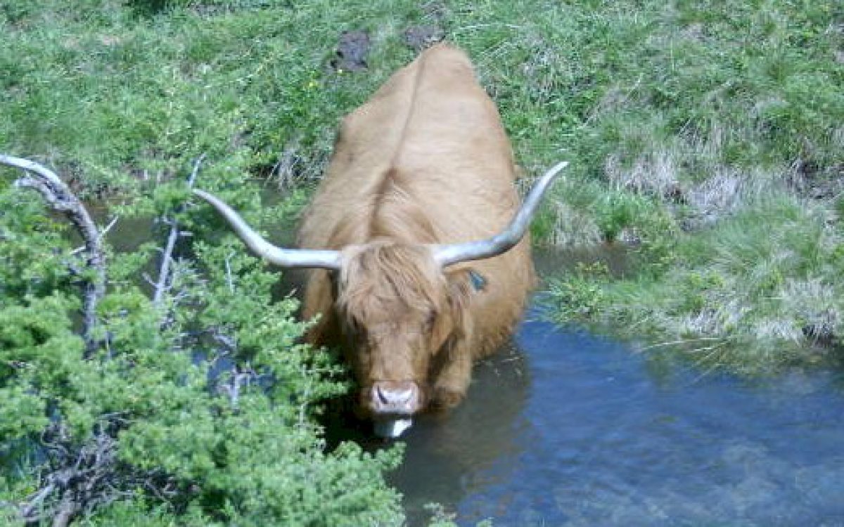 Grembiule da cucina - Mucca highland - KITATORI Svizzera